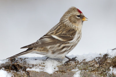 redpoll 48