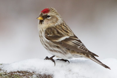 redpoll 49