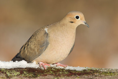 mourning dove 66