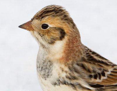 Lapland Longspurs