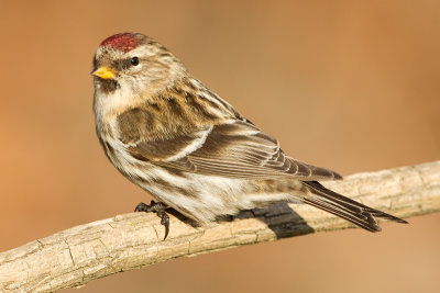 redpoll 51