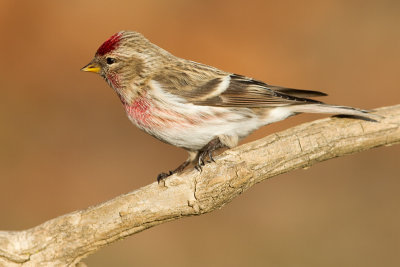 redpoll 53