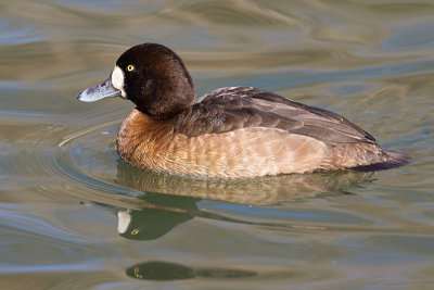 scaup 55