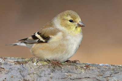 goldfinch 68