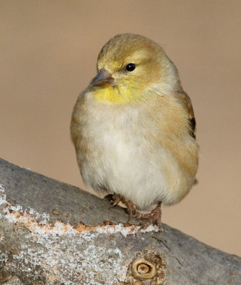 goldfinch 69