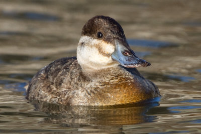 ruddy duck 4