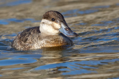 ruddy duck 5