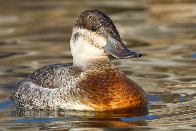 ruddy duck 11