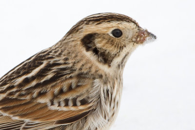 lapland longspur 64