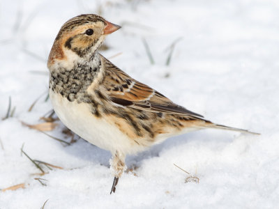 lapland longspur 68