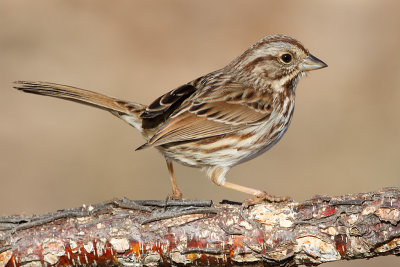 song sparrow 99