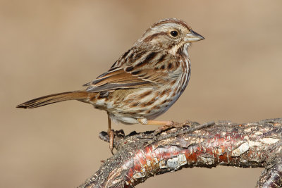 song sparrow 100