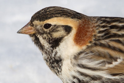 lapland longspur 75