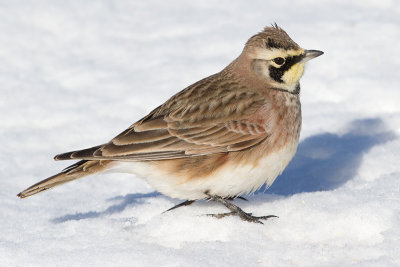 horned lark 78