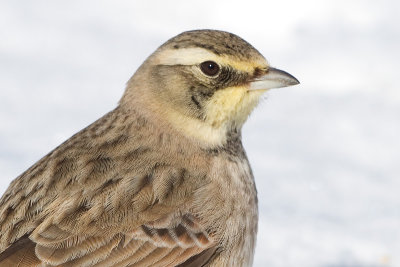 horned lark 79