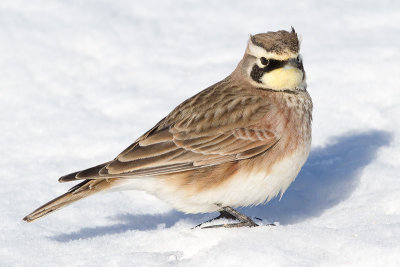 horned lark 81