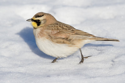 horned lark 82