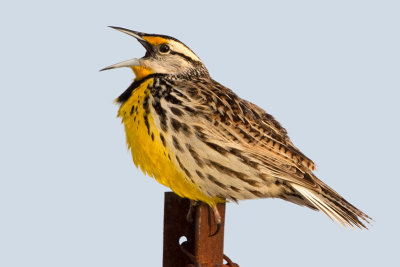 eastern meadowlark 9