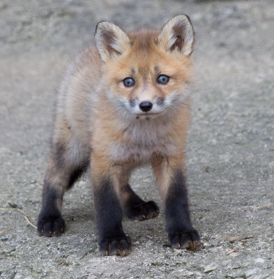 fox cub 49
