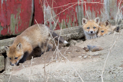 fox cub 50