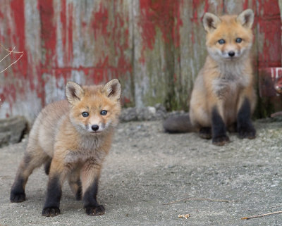 fox cub 51