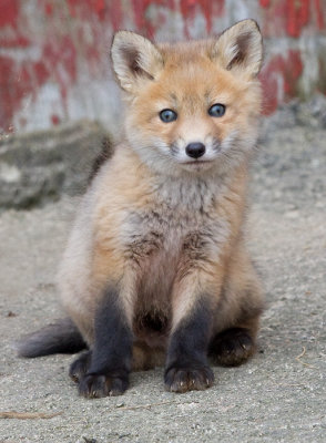 fox cub 52