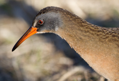 virginia rail 39