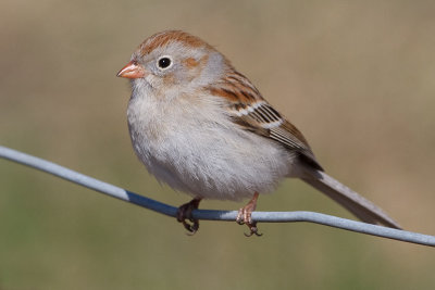 field sparrow 31