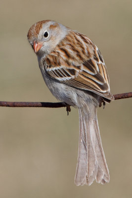 field sparrow 32
