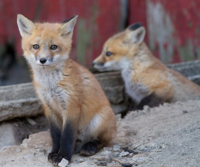 fox cub 57