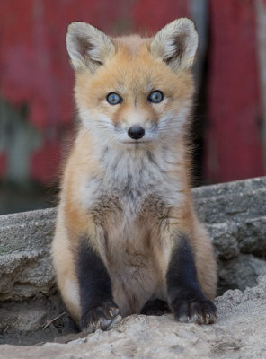 fox cub 58