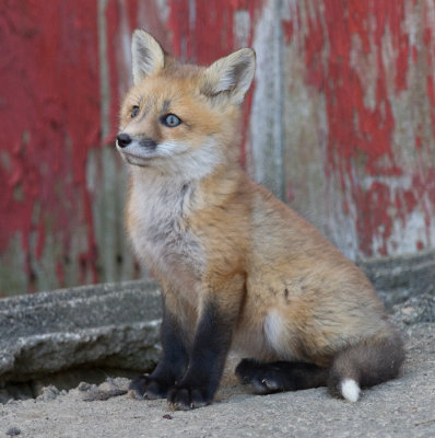 fox cub 60