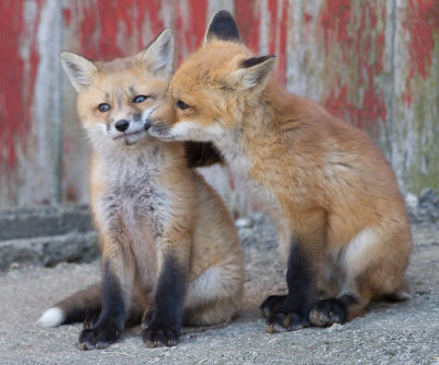 fox cub 62