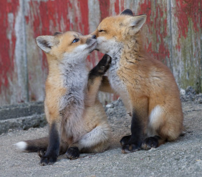 fox cub 63