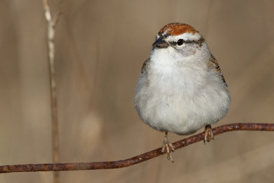 chipping sparrow 33