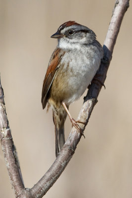 swamp sparrow 13