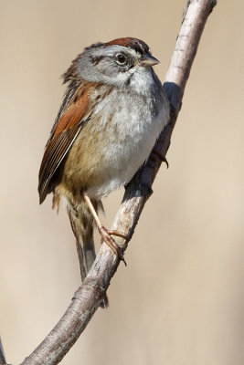 swamp sparrow 14