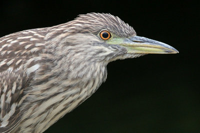 juvenile black-crowned night heron 152