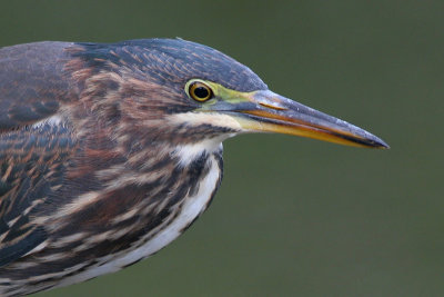 green heron 10