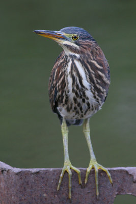 green heron 11