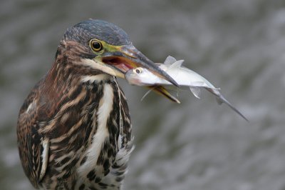 green heron 16