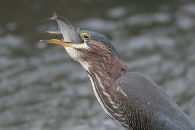 green heron 22