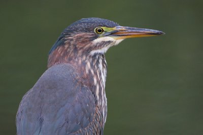 green heron 24