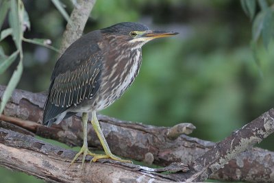 green heron 8