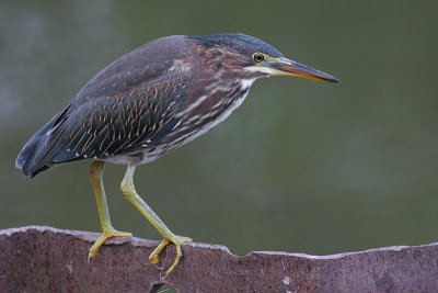 green heron 9