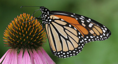 monarch37.JPG