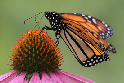 monarch38.JPG
