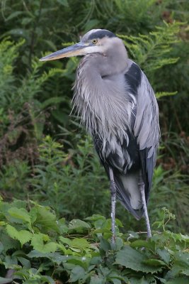 great blue heron 100