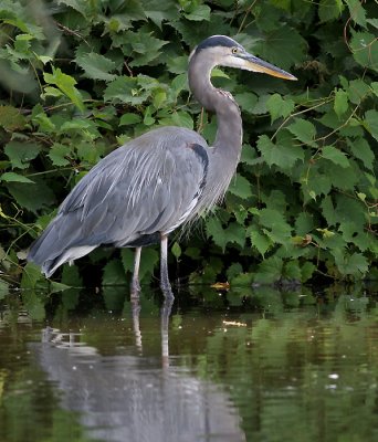 great blue heron 102