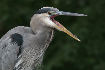 great blue heron 103